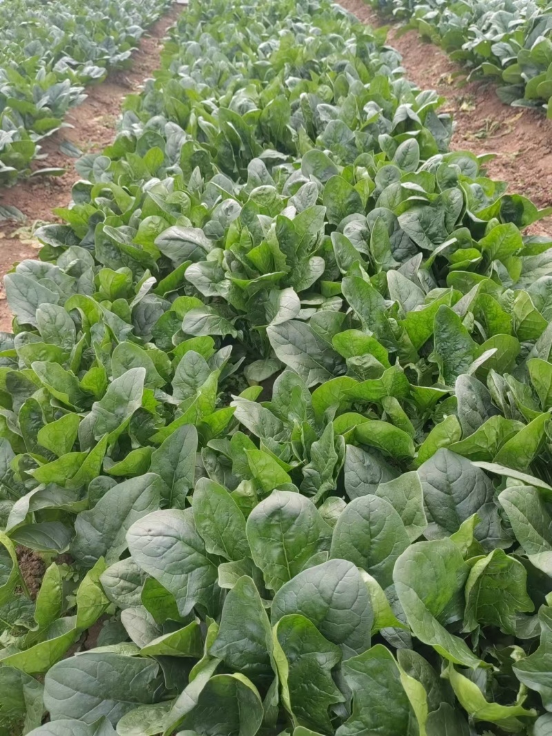 火烈鸟菠菜种子杂交越夏墨黑油亮圆叶菠菜种子高抗霜霉病