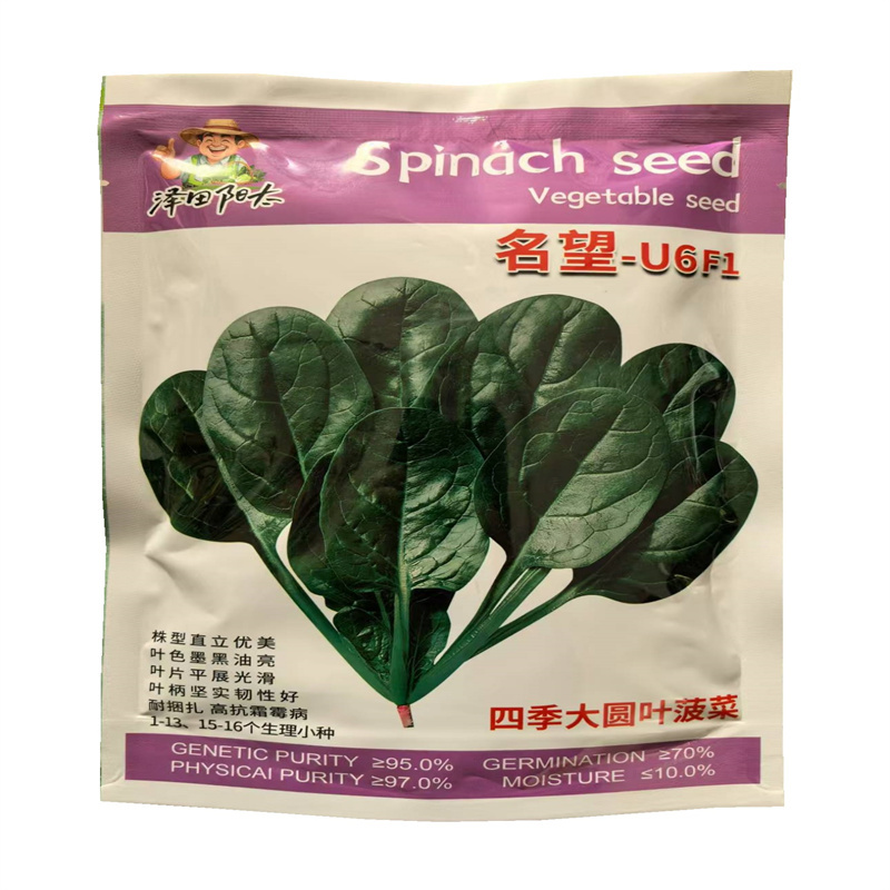 名望菠菜种子四季大圆叶菠菜种子墨黑油亮株型直立高产