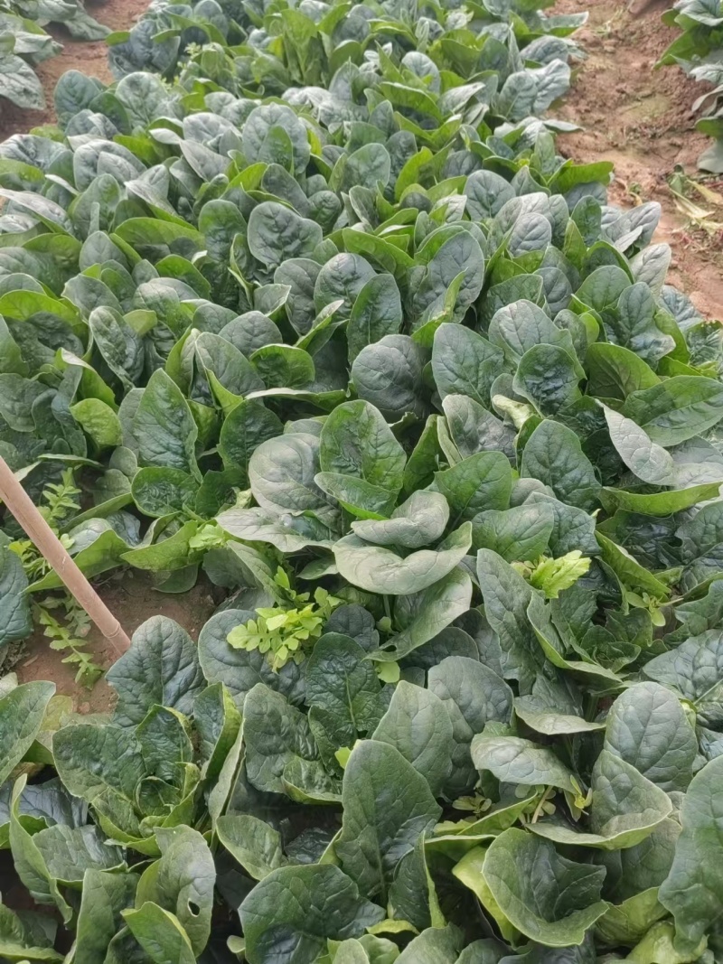 名望菠菜种子四季大圆叶菠菜种子墨黑油亮株型直立高产