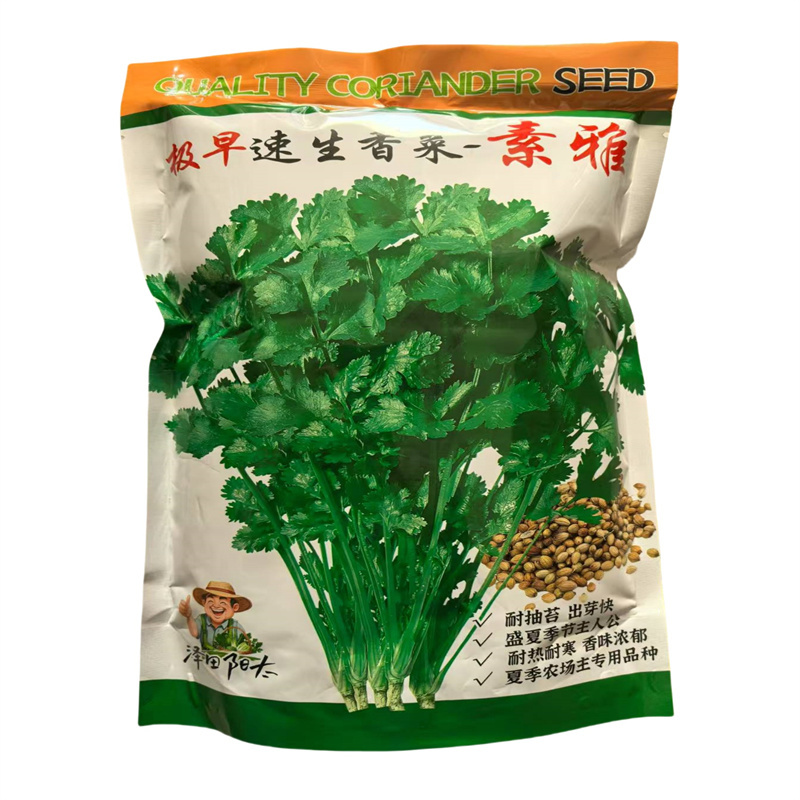 极早速生香菜种子耐抽苔出苗快耐热耐寒叶大芫荽种子