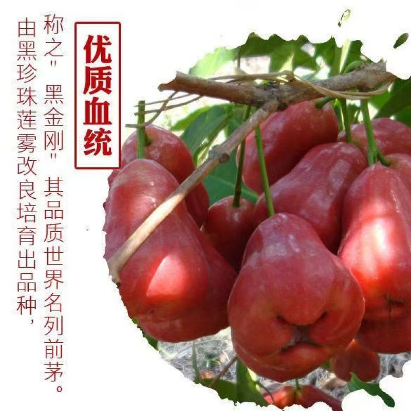 海南黑金刚莲雾产地直发全年有货可对接各大商超批发零售