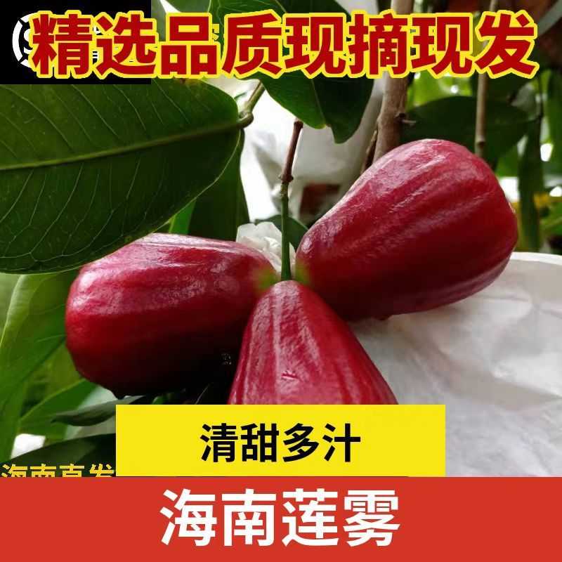 海南黑金刚莲雾产地直发全年有货可对接各大商超批发零售