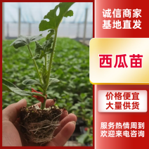 美都西瓜苗自根美都西瓜苗嫁接西瓜苗8424甜王