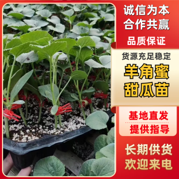 羊角蜜甜瓜苗山东甜瓜苗嫁接羊角蜜甜瓜苗锦玉羊角蜜