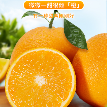 湖南纽荷尔脐橙大量上市一手货源价格实惠量大从优