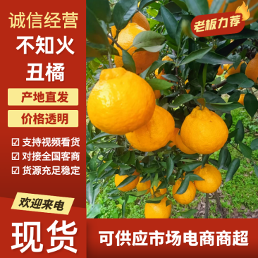 四川内江资中县不知火丑橘大量上市，价格便宜，视频看货