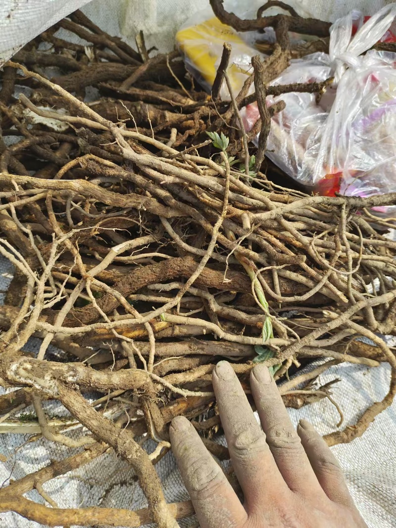 育苗用通草根，通货，全国发货，量大从优，足斤足两