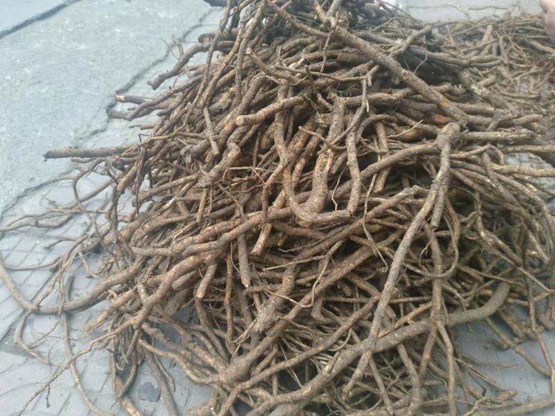 育苗用通草根，通货，全国发货，量大从优，足斤足两