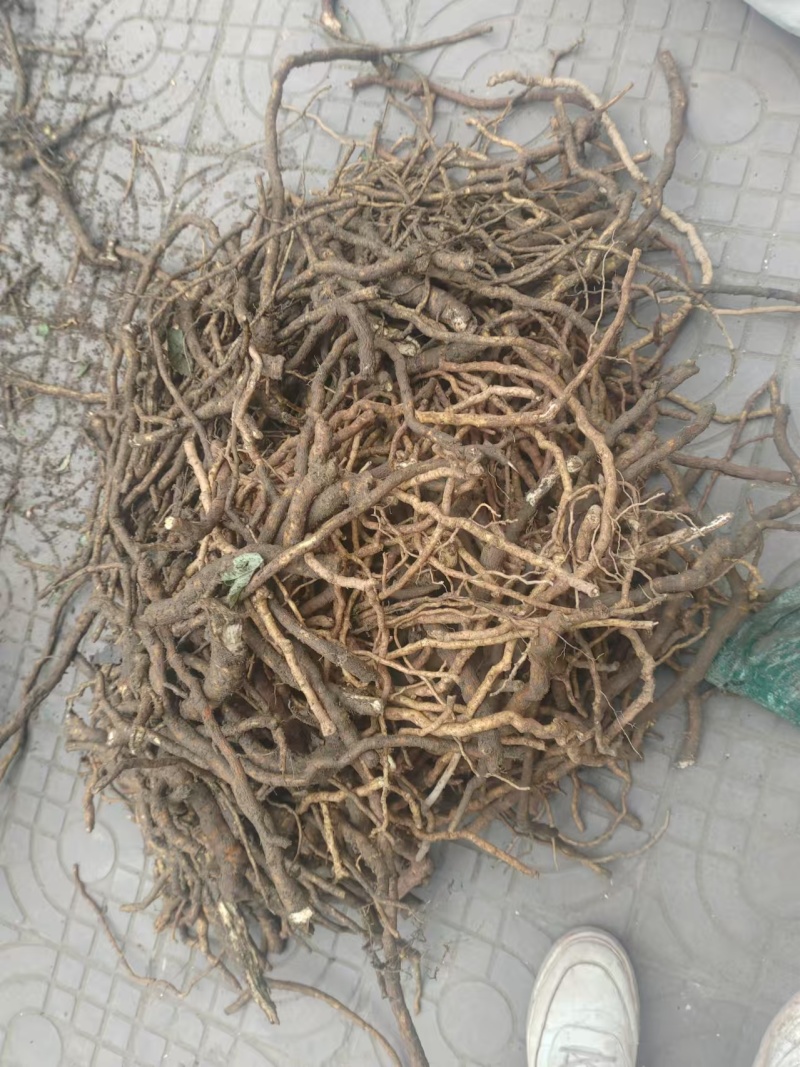 育苗用通草根，通货，全国发货，量大从优，足斤足两
