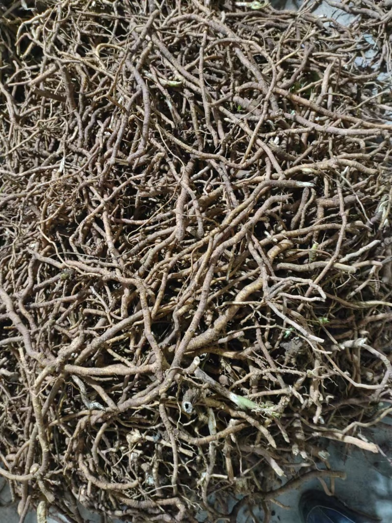 育苗用通草根，通货，全国发货，量大从优，足斤足两