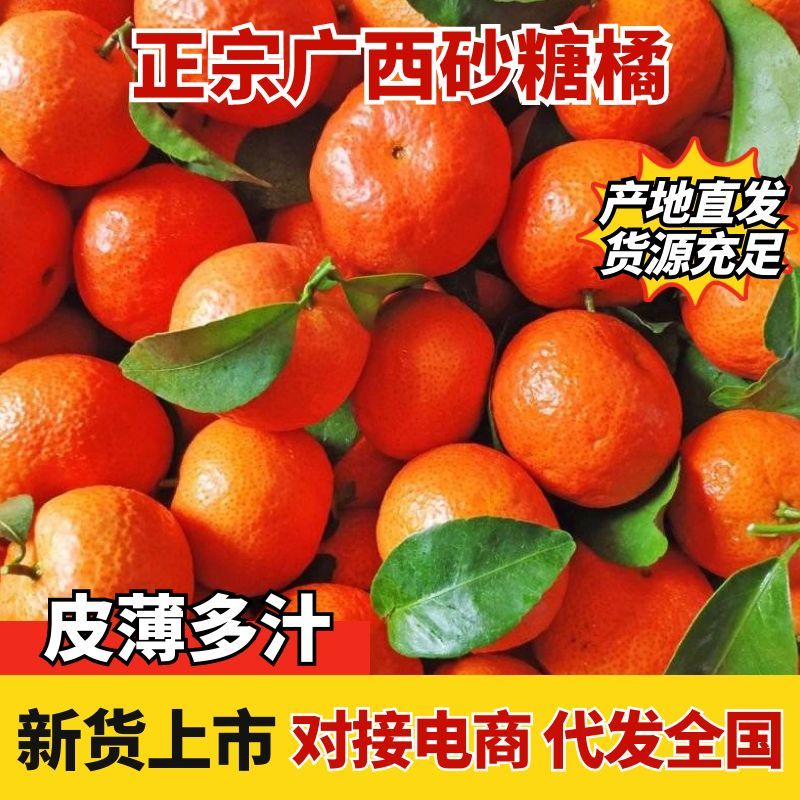 广西优质砂糖橘，新鲜直达爆甜砂糖橘，鲜嫩多汁
