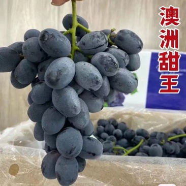 澳洲甜王葡萄苗产地直发成活率高价格便宜对接全国客商欢迎