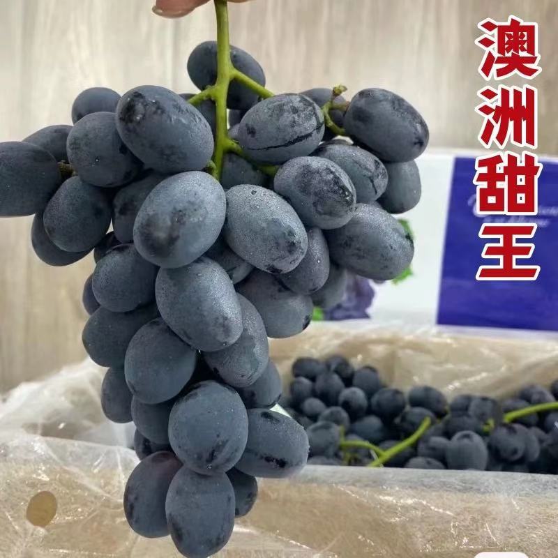 澳洲甜王葡萄苗产地直发成活率高价格便宜对接全国客商欢迎