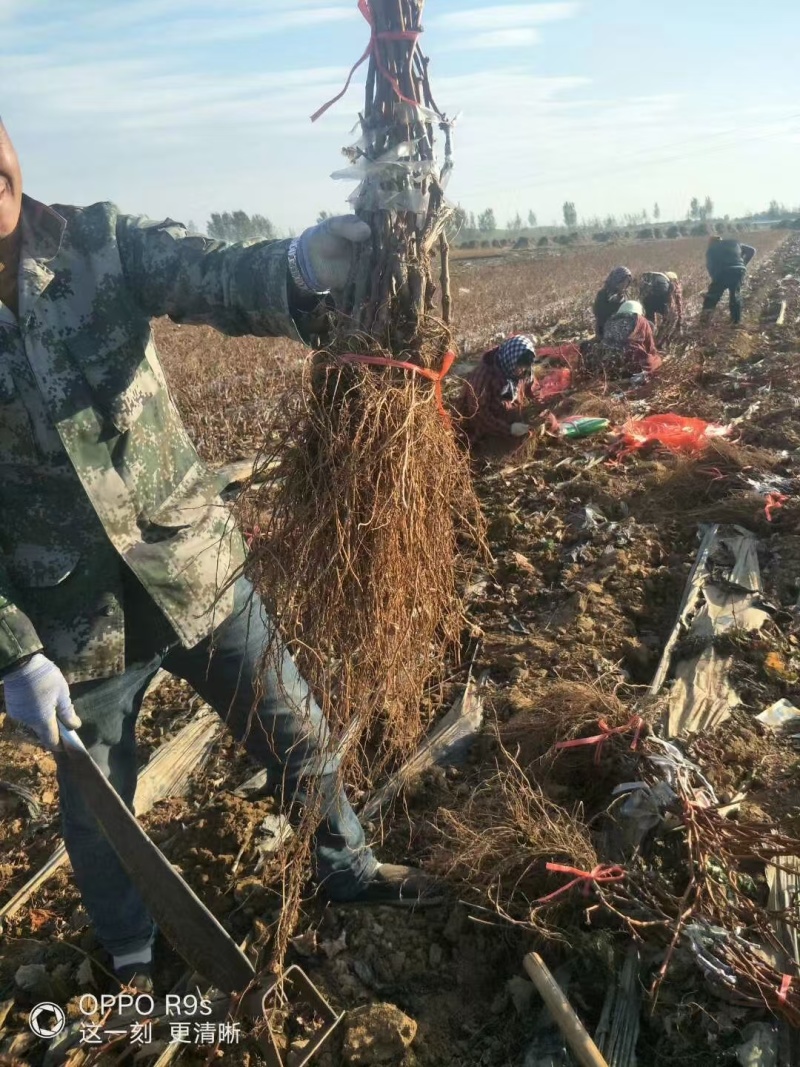 甜无核葡萄苗免费技术指导高成活率产地直发量大价优