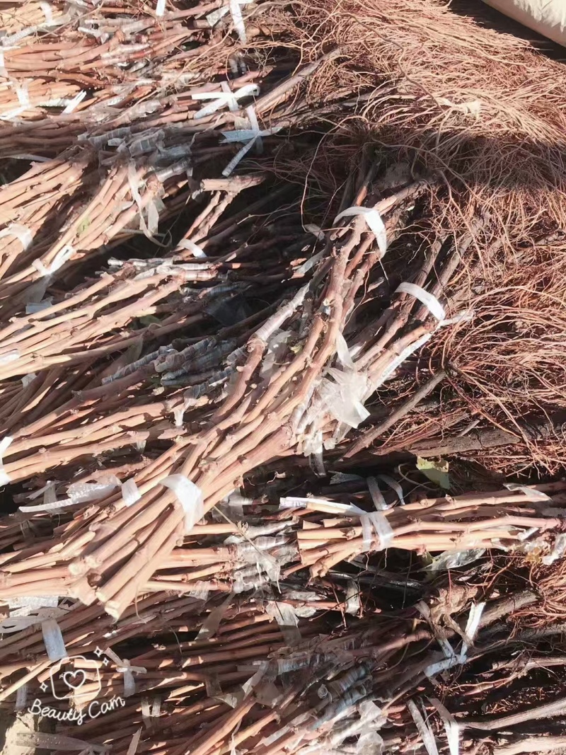 甜无核葡萄苗免费技术指导高成活率产地直发量大价优