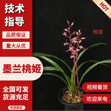 墨兰桃姬经典色花铭品花色粉红娇艳易养易花（量大从优）