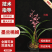 墨兰桃姬经典色花铭品花色粉红娇艳易养易花（量大从优）