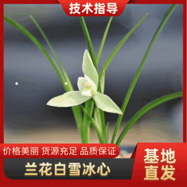 春兰白雪冰心浓香易养易花可带盆栽好（量大从优）