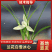 春兰白雪冰心浓香易养易花可带盆栽好（量大从优）