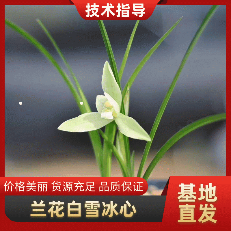 春兰白雪冰心浓香易养易花可带盆栽好（量大从优）