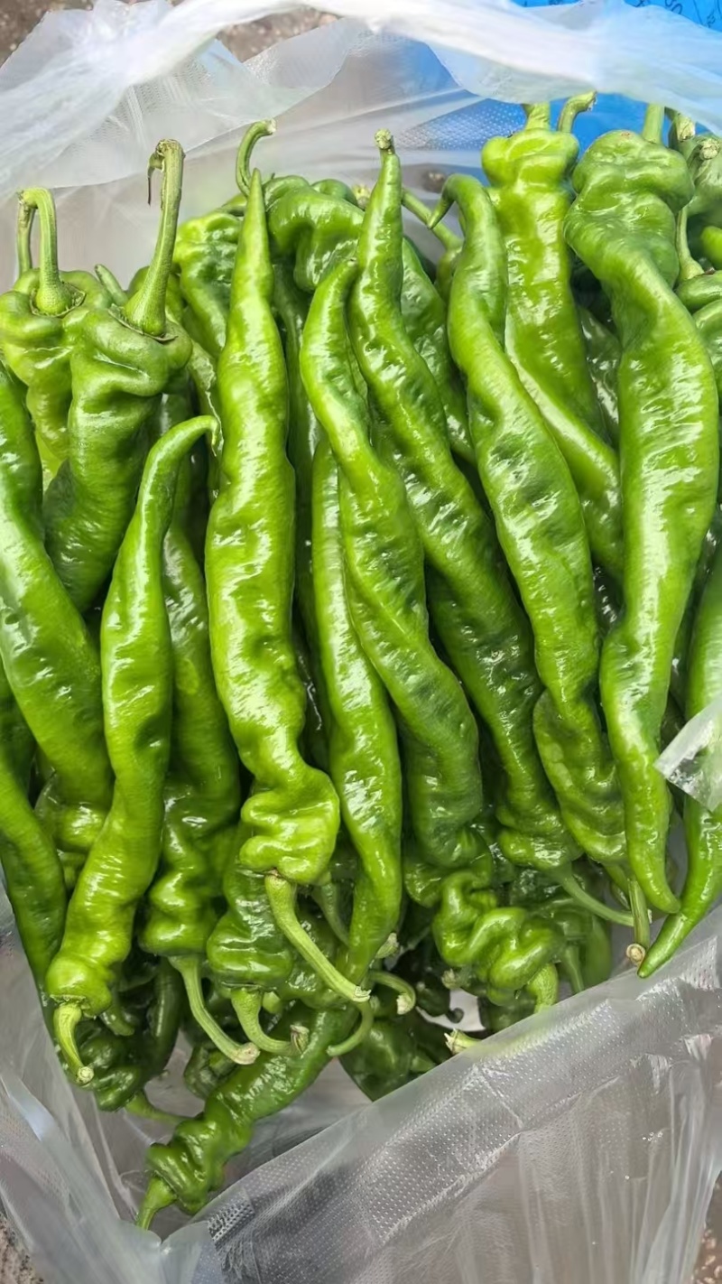 【推荐】广东精品辣椒陇椒鲜辣椒产地直发品质保障欢迎
