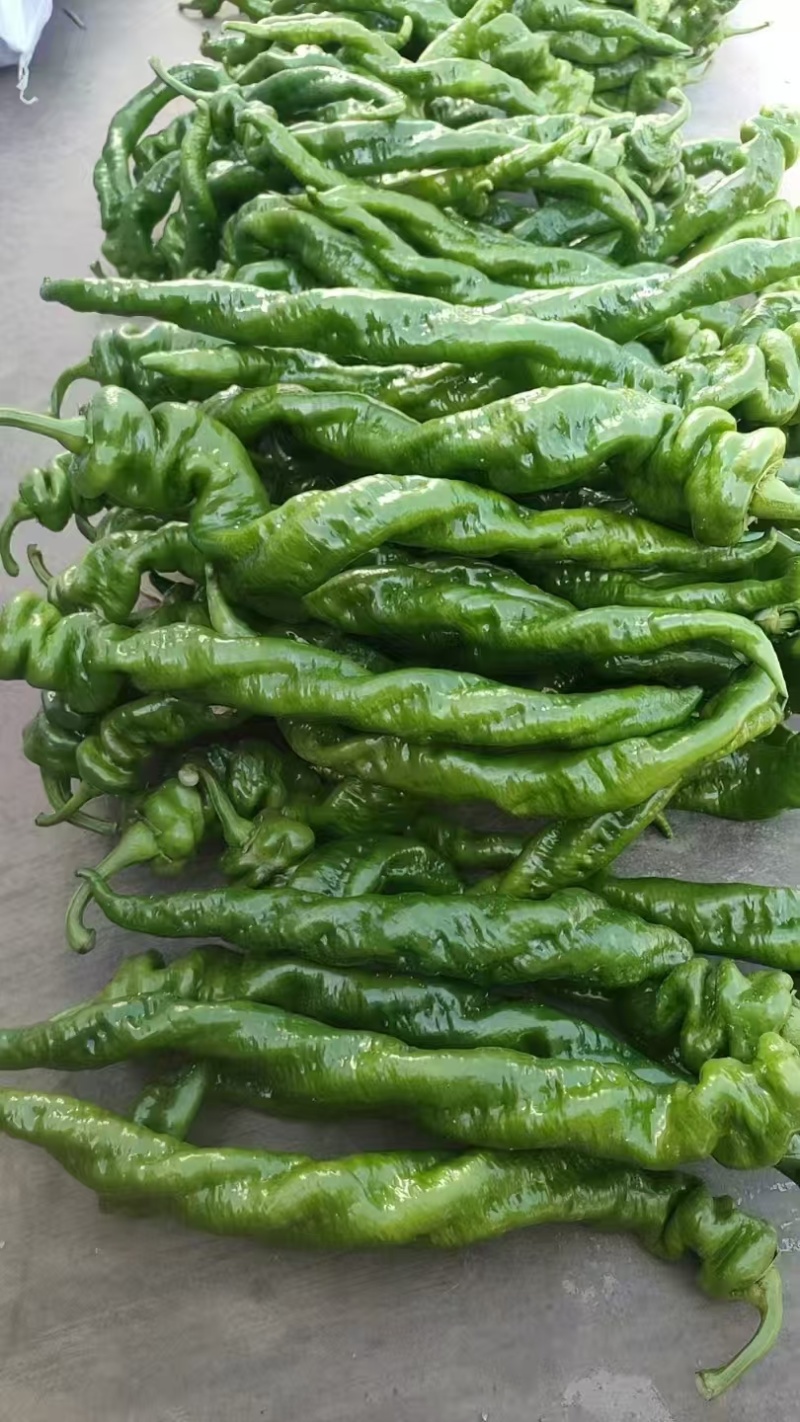 【推荐】广东精品辣椒陇椒鲜辣椒产地直发品质保障欢迎