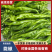 【推荐】广东精品辣椒陇椒鲜辣椒产地直发品质保障欢迎