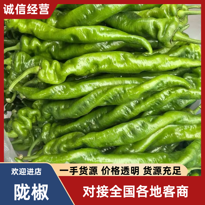 【推荐】广东精品辣椒陇椒鲜辣椒产地直发品质保障欢迎