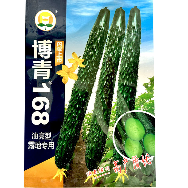 黄瓜种子博青168油亮型绿皮绿芯把短密刺型露地专用