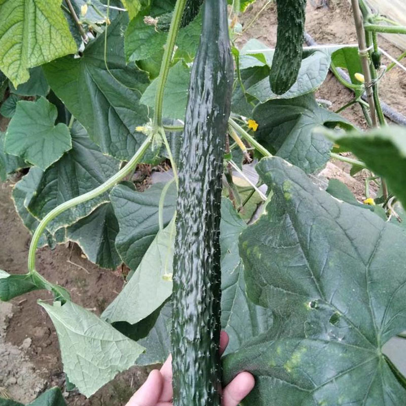 黄瓜种子博青168油亮型绿皮绿芯把短密刺型露地专用