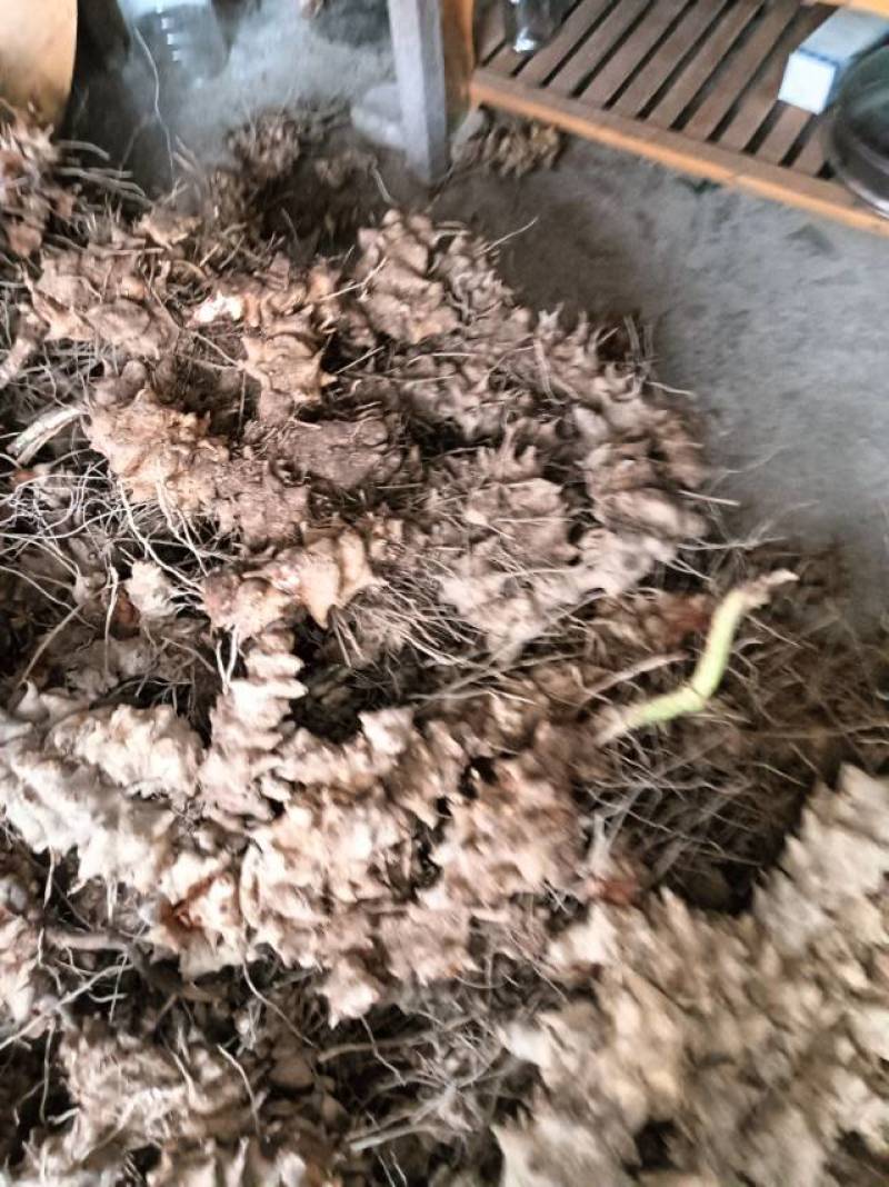 重庆市特产金刚藤，天然无添加，健康养生，货源充足产地直销