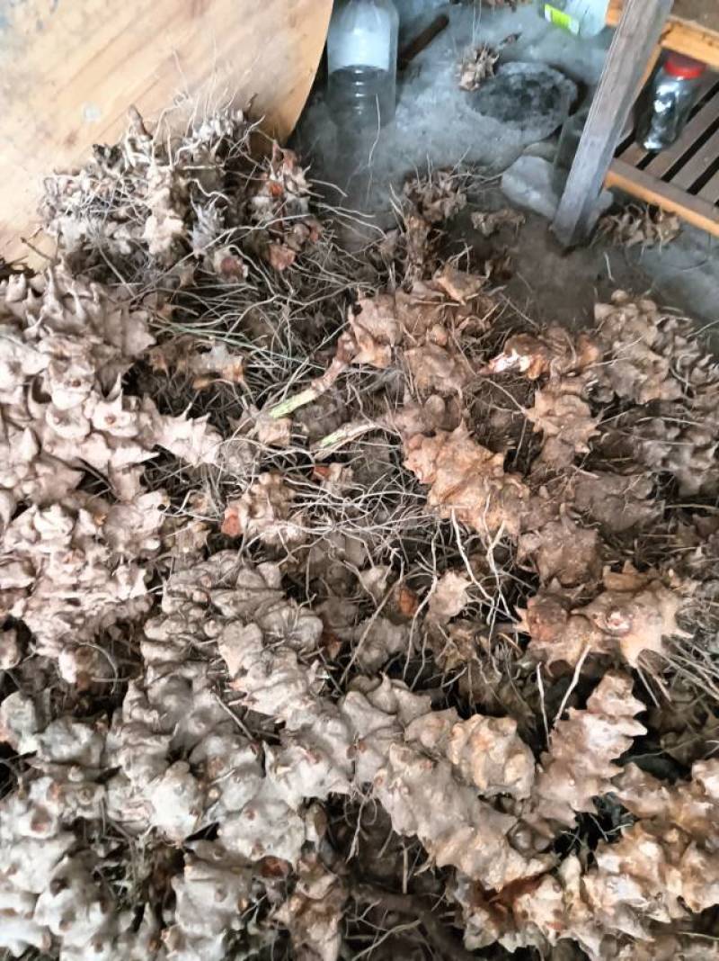 重庆市特产金刚藤，天然无添加，健康养生，货源充足产地直销