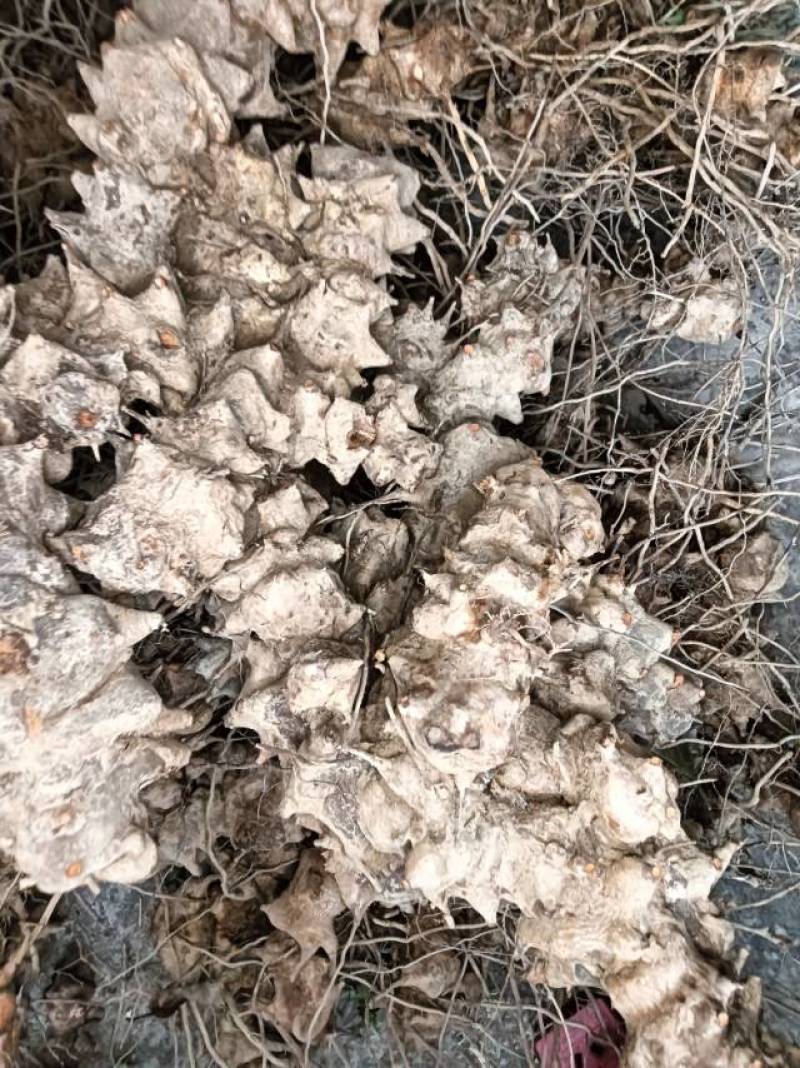 重庆市特产金刚藤，天然无添加，健康养生，货源充足产地直销