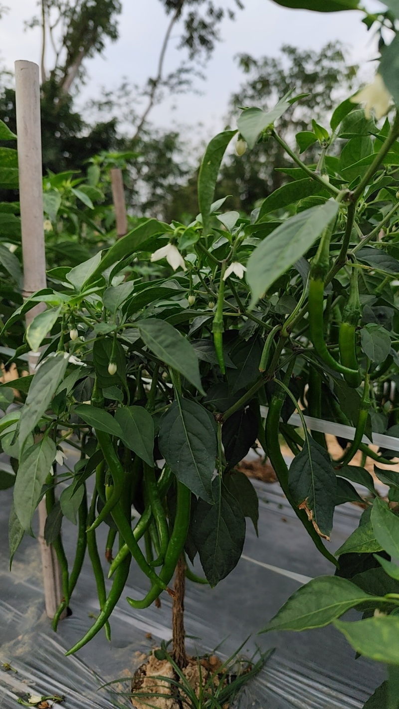 海南省东方市线椒大量上市，全国发货，量大从优
