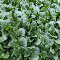 成都菠菜基地产地直发保质保量对接全国