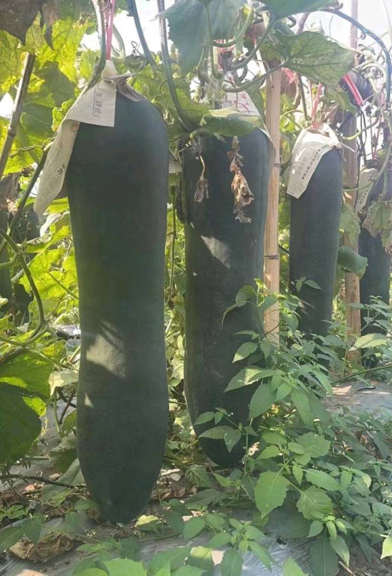 海南冬瓜黑皮冬瓜产地直发大量现货供应欢迎来电咨询
