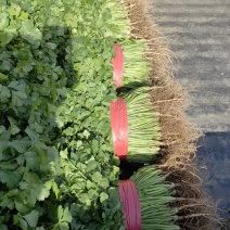 彭州香菜大量上市对接全国客商欢迎下单