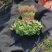彭州香菜大量上市对接全国客商欢迎下单