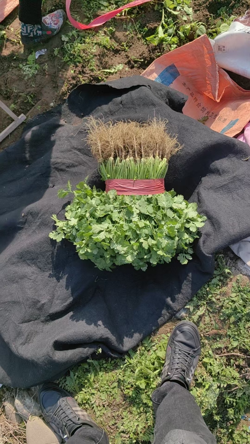 彭州香菜大量上市对接全国客商欢迎下单