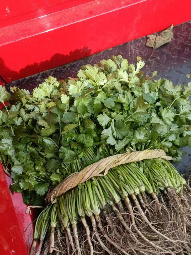 彭州香菜大量上市对接全国客商欢迎下单