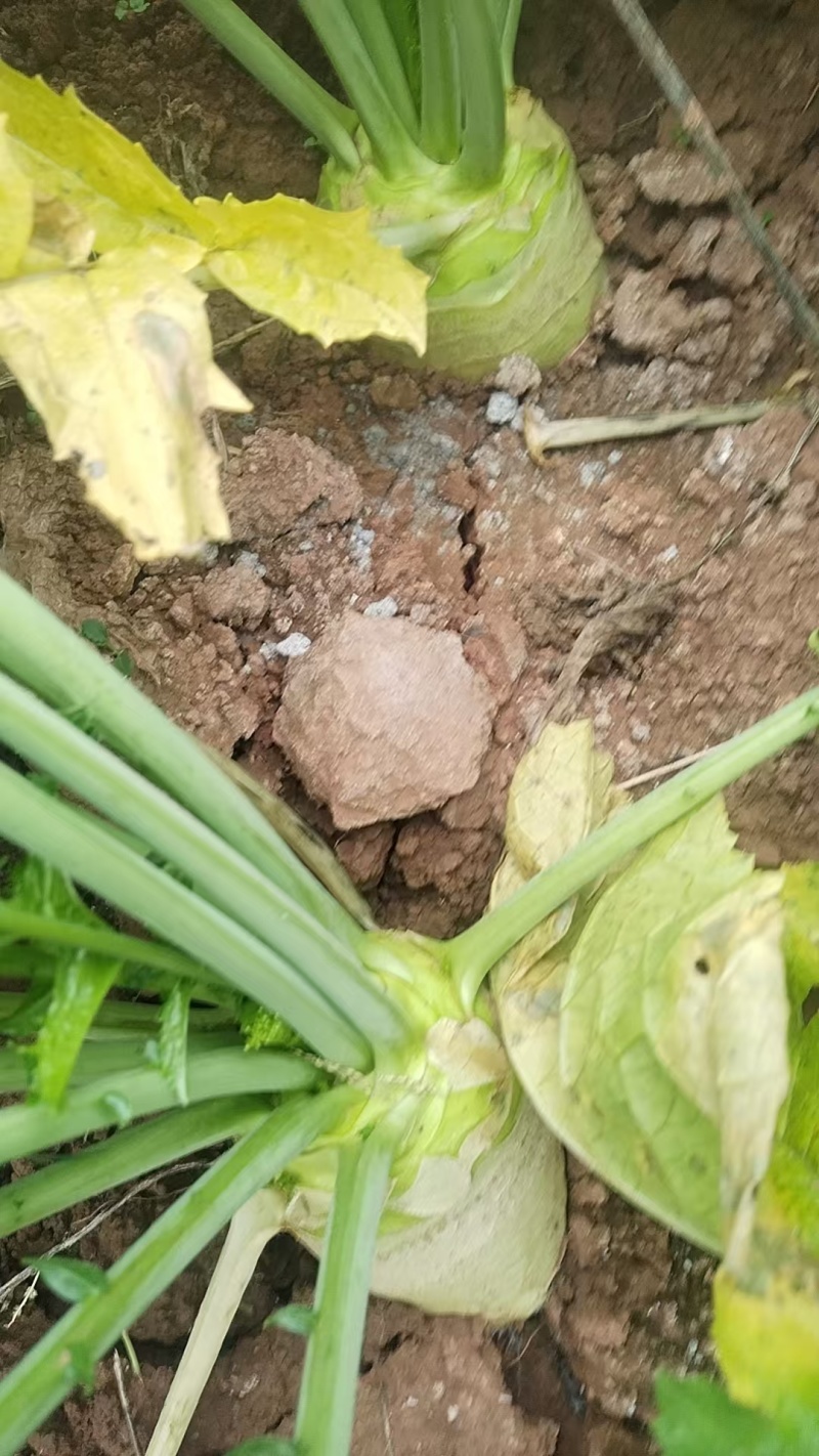 【实地看货】芥菜头物美价廉有需要的及时联系量大从优
