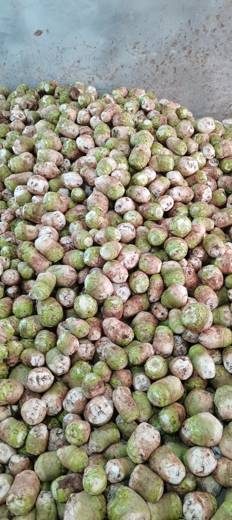 【实地看货】芥菜头物美价廉有需要的及时联系量大从优