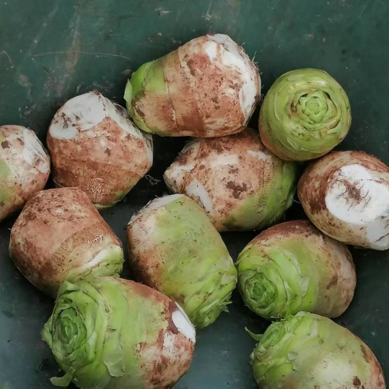 【需求量大】芥菜头价格合理电话沟通发货全国