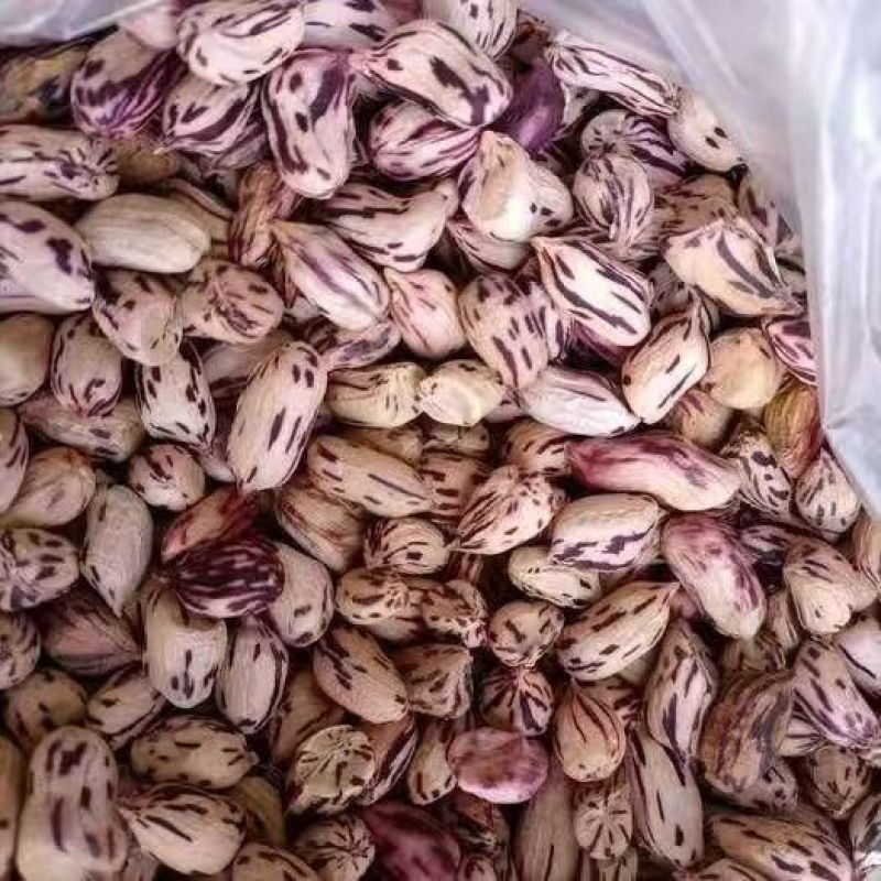 精选彩色花冠花生量大价优厂家直销欢迎联系