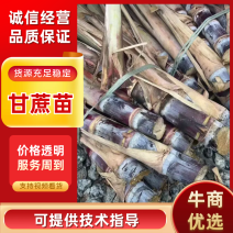 黑皮/甘蔗种苗，博白甘蔗品质保证，支持视频看