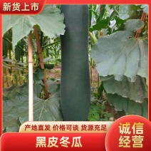 黑皮吊冬瓜，条形直价格优惠，质量保证，欢迎来电