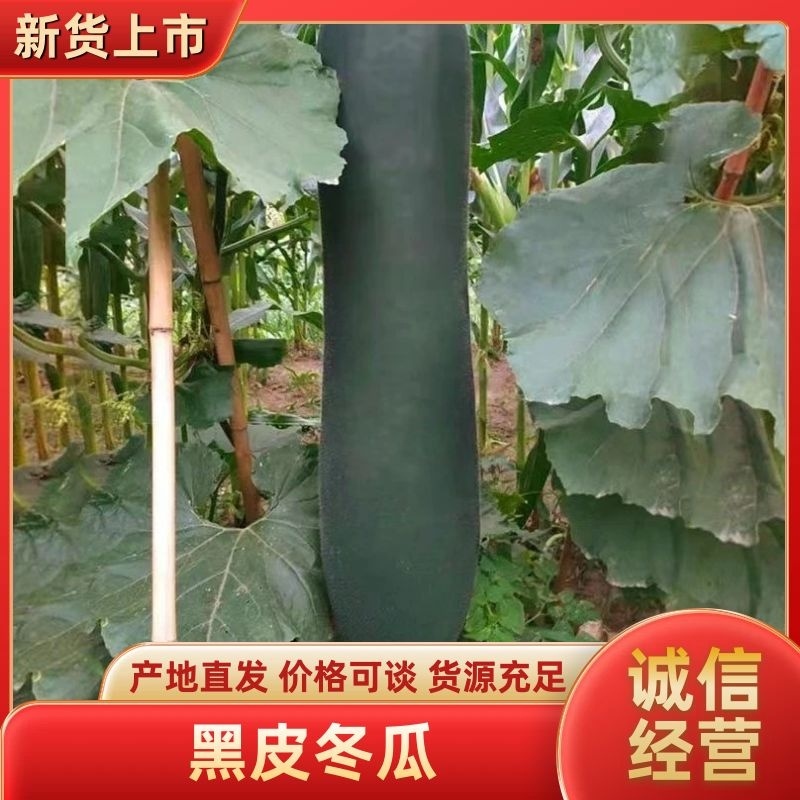 黑皮吊冬瓜，条形直价格优惠，质量保证，欢迎来电