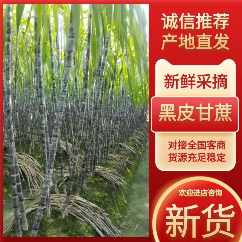 广西黑皮甘蔗产地直供口感清甜交通便利全国代发一条龙