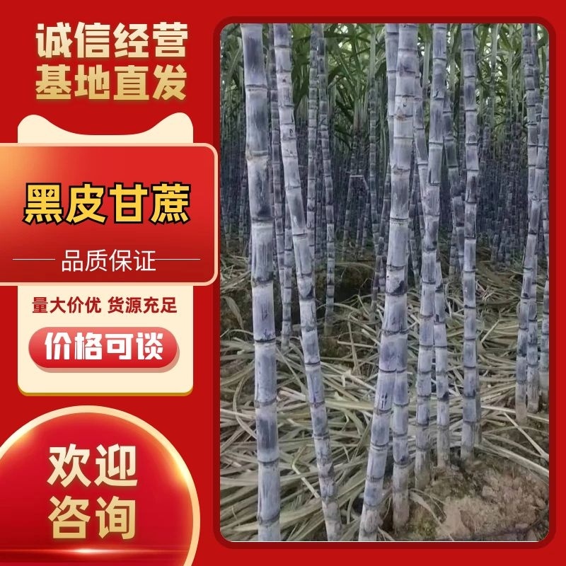 黑皮甘蔗基地供应，质量保证，价格优惠，欢迎客户来电