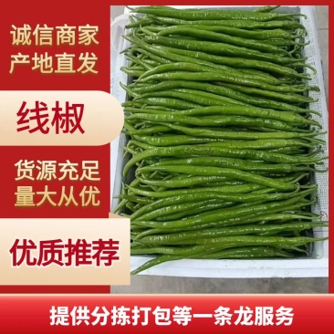 精品广西线辣椒上市条形好颜色青量大价优